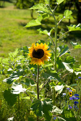 Sonnenblume