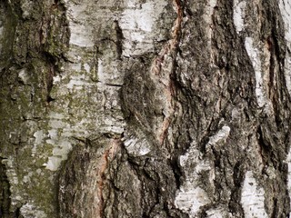 Birch tree bark texture