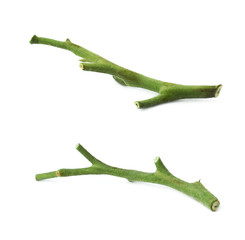 Green stems of tomato fruits isolated