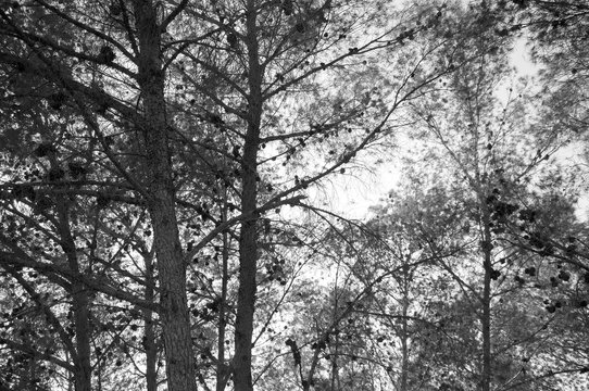 dense trees black and white image 