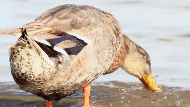 female gadwall, anas strepera 
