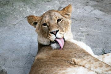 Naklejka premium ioness