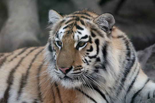 portrait posing tranquil and beautiful tiger