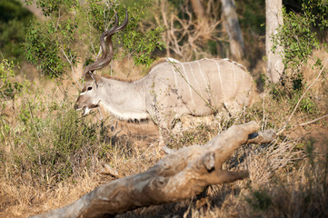 Male Kudu at Kruger National park