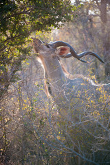 Male Kudu eating at Kruger National park