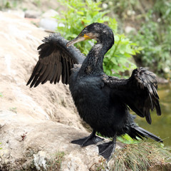 cormorant drying its wings near the water