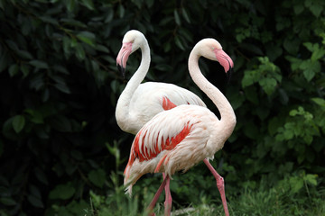two flamingos among the green bushes