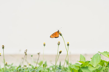 butterflies  sucking nectar from flowers on white background.