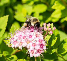 Bumble Bee on pink Flower.