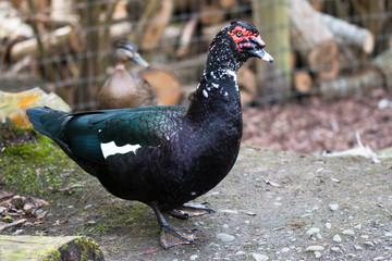 Adult Moscovy duck