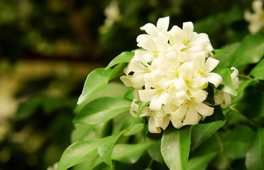 Obraz premium Wild Water Plum flower. tropical flower (Wrightia religiosa Bent