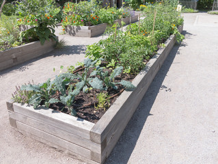 Community Garden