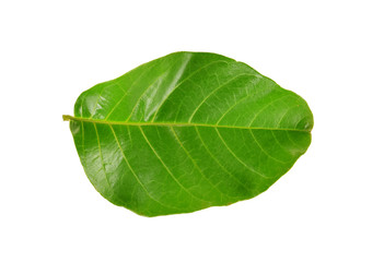 Sentul leaves on white background