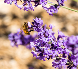 Honeybee feeding on lavender
