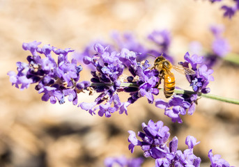 Honey bee on Lavender