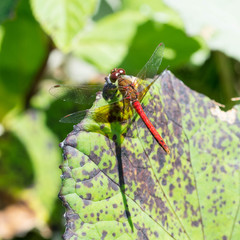 Dragonfly on a leaf.