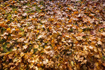 autumn leaves on forest floor for backgrounds