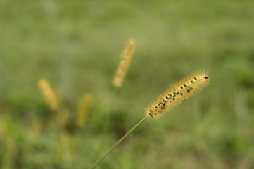 Reed