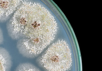 closed uo of fungi on petri dish on black