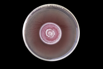 macro of red fungi on petri dish isolated on black © kwanchaichaiudom