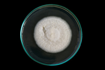 macro of white fungi on petri dish isolated on black