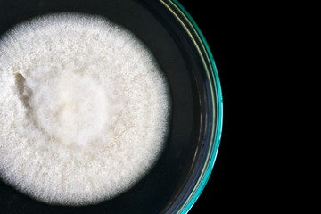 macro of white fungi on petri dish isolated on black
