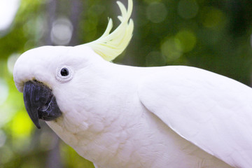 Cockatoo