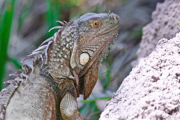 Iguana