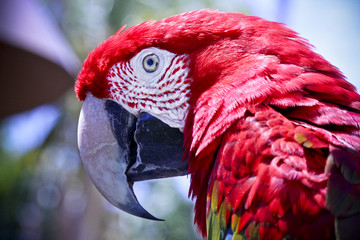 Red Bird © WorldlyGirl