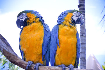 Twins