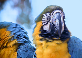 Macaw