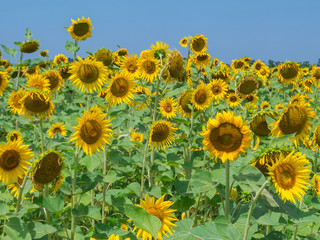 Fototapeta premium Blooming sunflowers