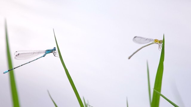 two damselflies are resting after mating on the grass shoot near the reservoir, one of them move its abdomen part