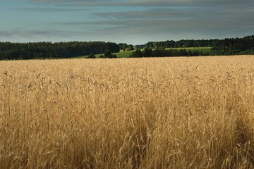 Вид на пшеничное поле