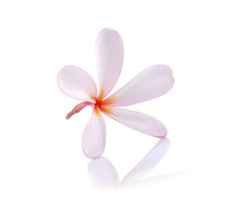 Plumeria flowers isolated on white background