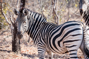 Two Zebra is seen among trees at the Kruger National Park