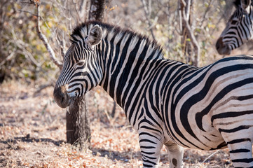 Fototapeta na wymiar Two Zebra is seen among trees at the Kruger National Park