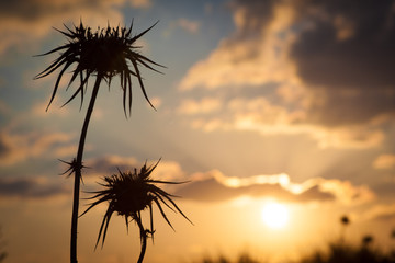 Desert thistle silhouette with blurred sunset in background