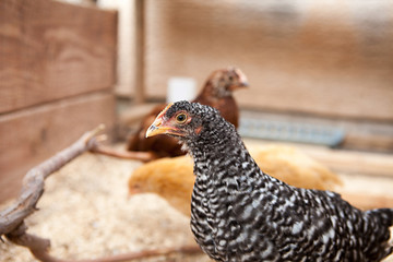Plymouth Barred Rock Chicken