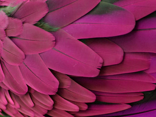 Pink and Purple Feathers 