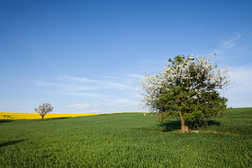 Fototapeta premium Field and cherry tree over blue sky