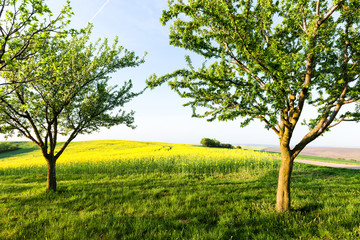 Sunny day at summer garden