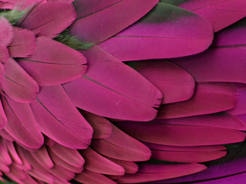 Pink and Purple Feathers 