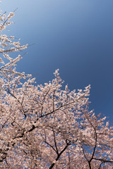 満開の桜並木