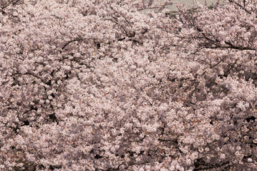 満開の桜並木
