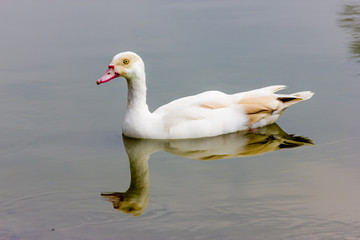 Ducks