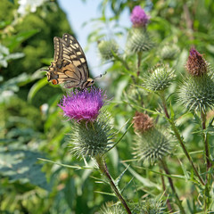Schwalbenschwanz - Papilio machaon