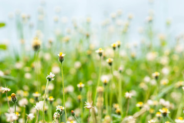 Little Flower on Light Blue background