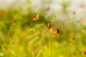 little red flowers vintage style
