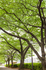 公園の桜並木